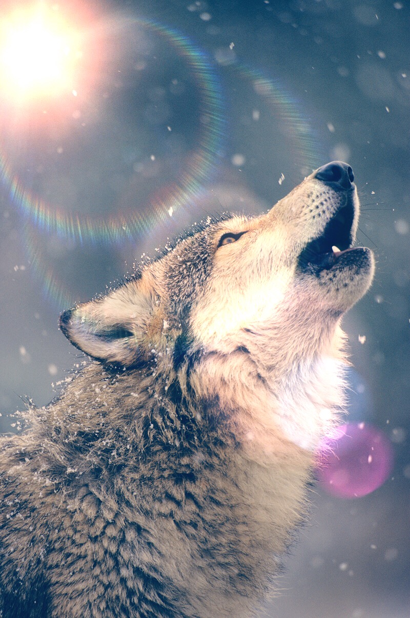 Howling wolf in a gentle snow storm- beautiful wolves...