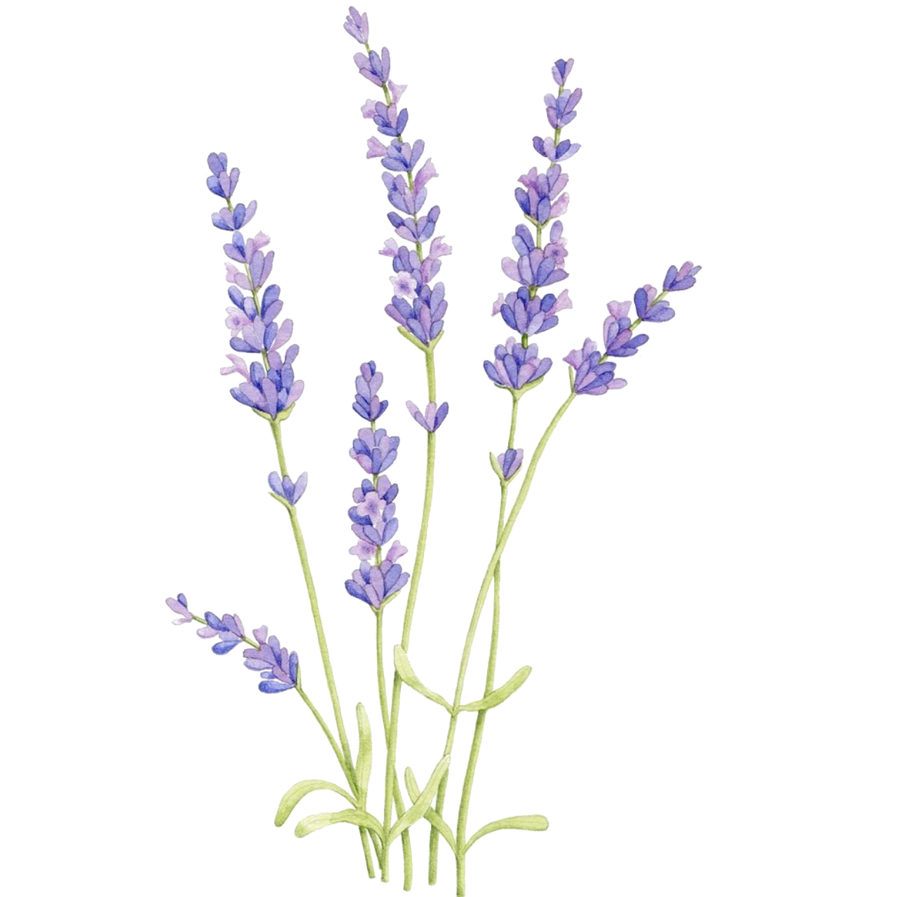 lavender flowers tree - Sticker by Rajon Ahmed