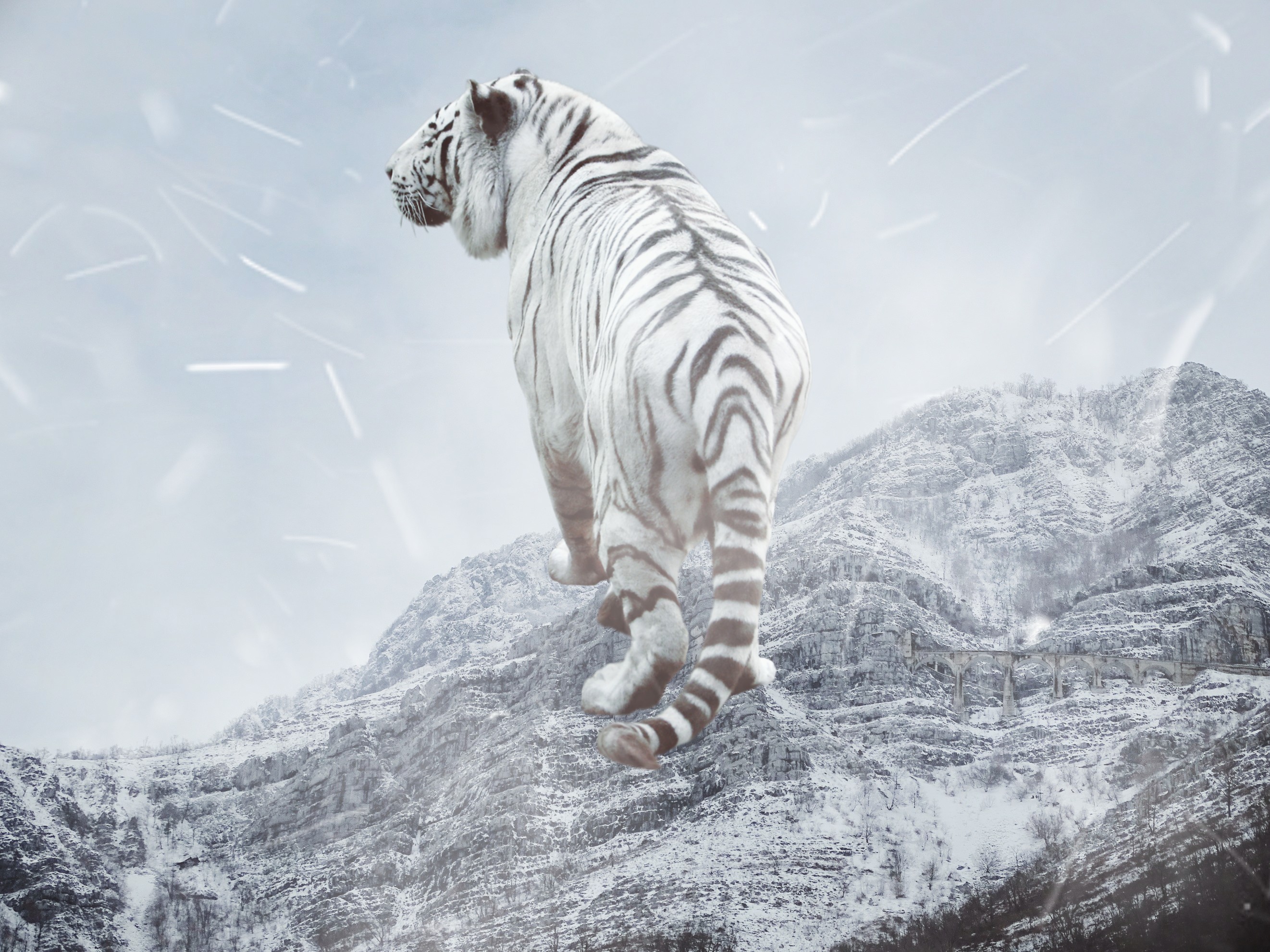 Белый Тигр В Прыжке