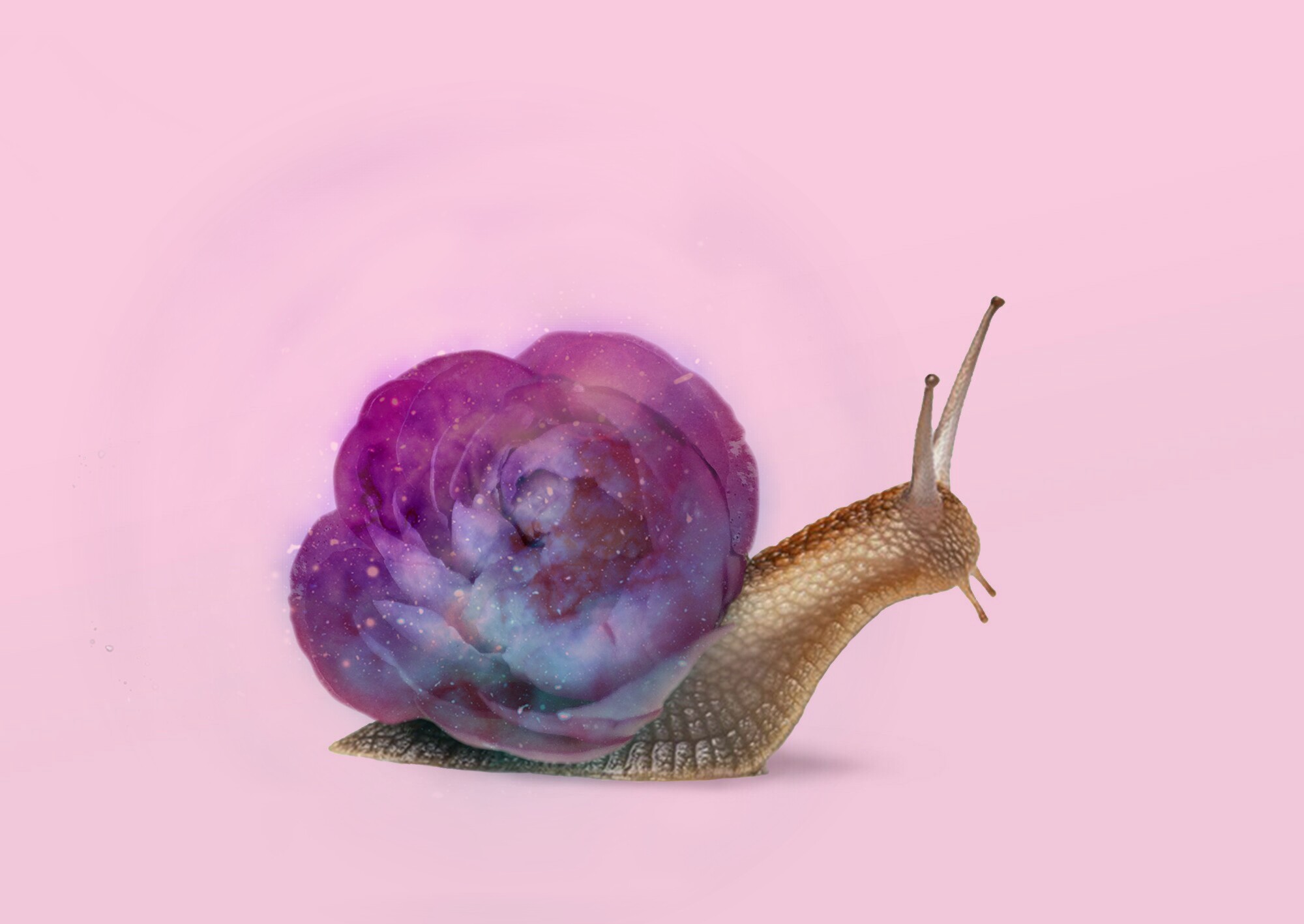 Snail In Pussy Telegraph