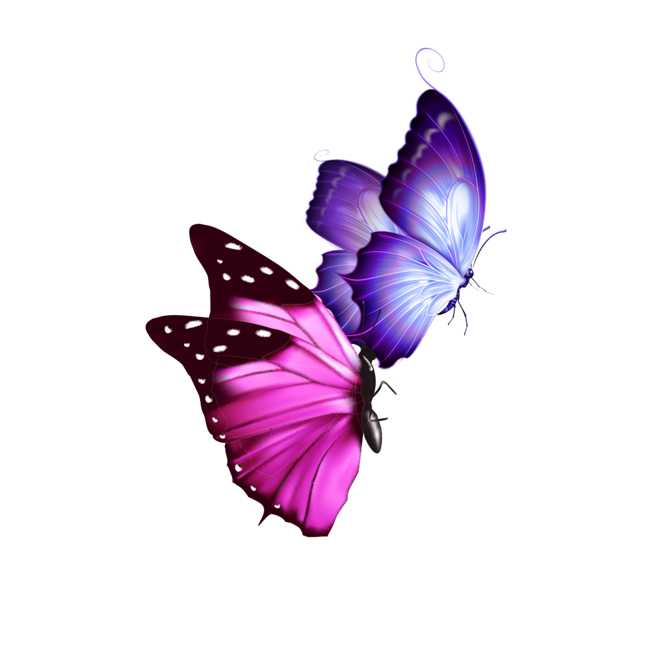 mq pink purple butterfly butterflys...