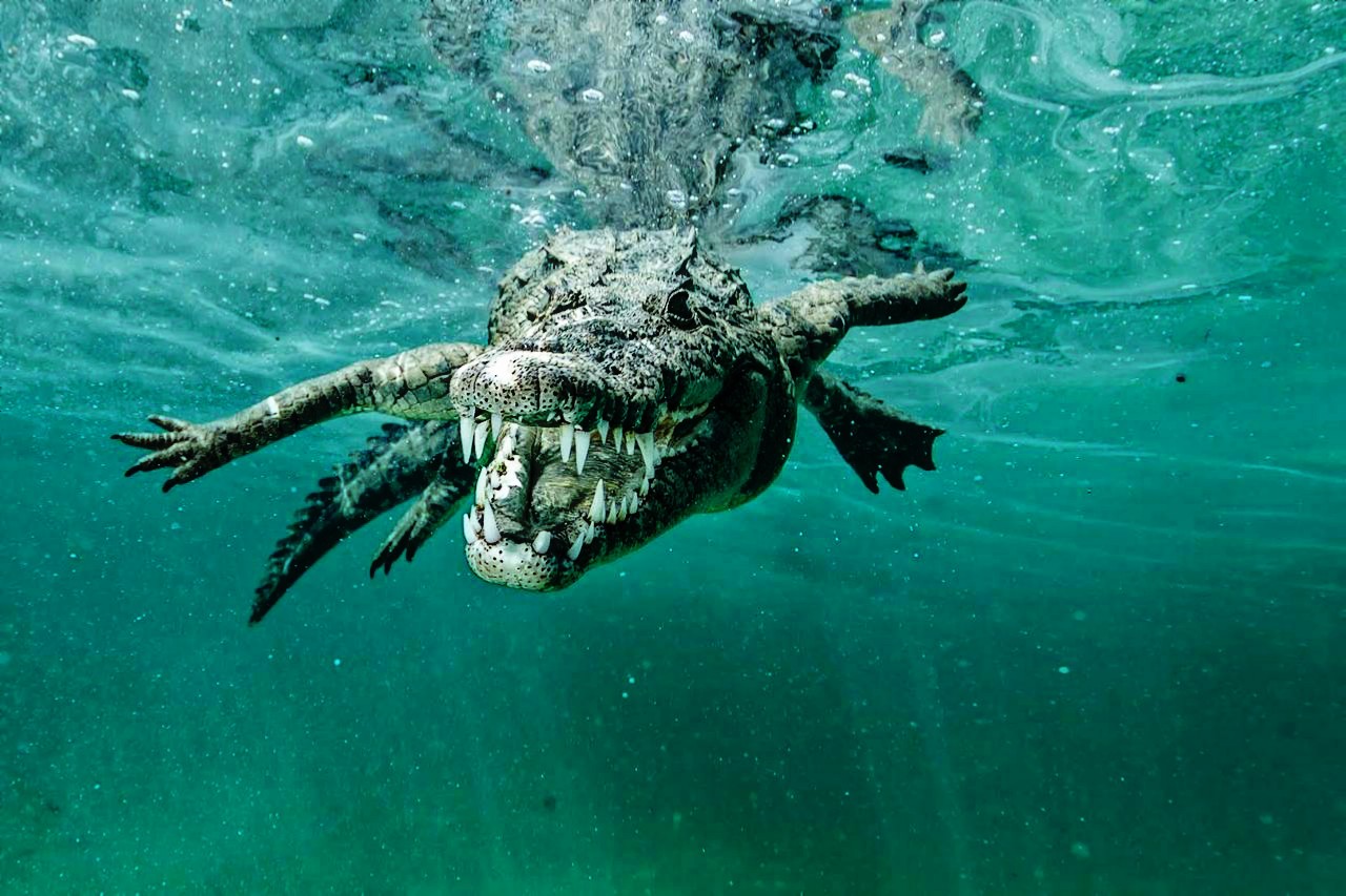 рыба крокодил в красном море