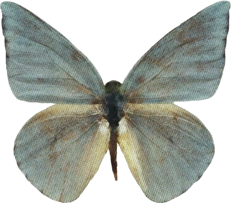 49+ Blue Butterfly Png Mariposas Aesthetic Png Gif