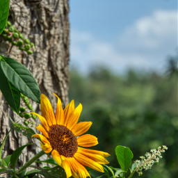 sunflower photography landscape flowershoutout sunnyday nature naturesbeauty outdoors beautifulsky naturephotography freetoedit
