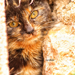 gatos catsphotography felinebeauty freetoedit