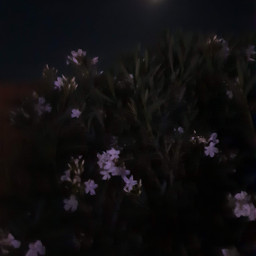 brillaperla photographybymargarita moon moonlight flowers oleanders inthegarden springnight beautiful nightphotography freetoedit
