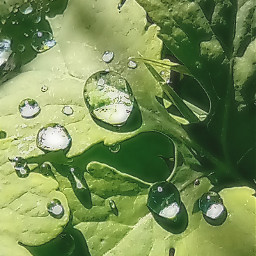 nature outdoors photography raindrops droplets summer september2022 greenleaves editedwithpicsart freetoedit