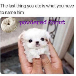 animal puppy dog food meme freetoedit
