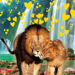 lion animal nature freetoedit srcyellowheartsoverlay yellowheartsoverlay