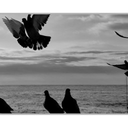 pigeons palomas free freeflying volando libre vuelolibre bnw volandolibre black blancoynegro blackandwhite bnw_captures bnw_edit animals birds aves beach landscape paisaje