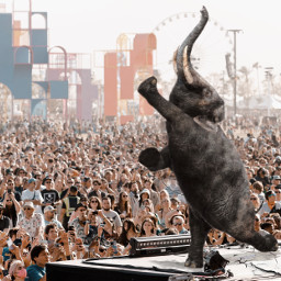 freetoedit coachella music festival dance people elephant surreal edit myedit