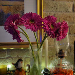 flowers vase glass stilllifephotography stillife samsungphotography myoriginalphoto gerberdaisy pink freetoedit
