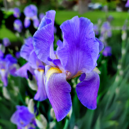 flowers iris irisflower nature plant spring purple freetoedit