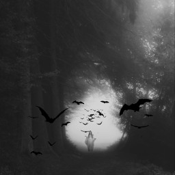 freetoedit halloween spookyseason spooky ghost bats dark for foggy mist november allsaints ghosts spookybats inthedark creepy