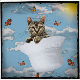 kitty cat cuteness butterflies fly ride hat sky clouds sunshine freetoedit ircdesignthebuckethat designthebuckethat