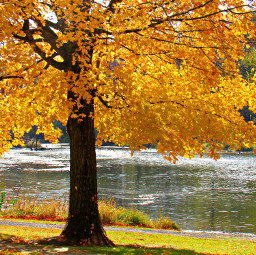 freetoedit autumnvibes autumn fall fallaesthetic fallcolors orange yellow tree water park