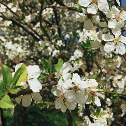 freetoedit nature springtime istanbul turkey followme travel flowers flowerlove white