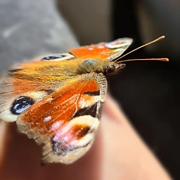 butterfly schmetterling bunt freetoedit pcshareamemory shareamemory