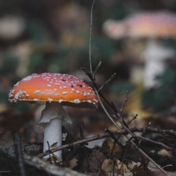 photography myphoto mushrooms