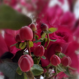 photography nature closeup tiltshift red pink berries roses leaves plant freetoedit