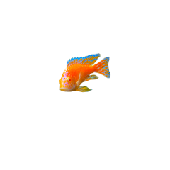 freetoedit fish fishaesthetic ocean oceananimal orangefish brightcolors coolfish aesthetic orangeaesthetic grunge y2k indie indiefish indiecore indieaesthetic beach fishtank trippie