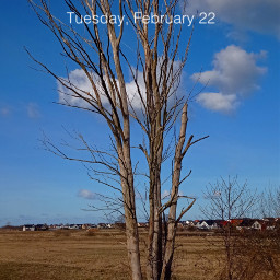 tree outdoor nature skyandclouds skyblue springtime photography picsartchallenge freetoedit rcscreensaver screensaver