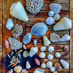 seashell oceanlife ocean colours nature fossils coral dubai uae