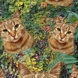 madewithpicsart catcute catsofpicsart catcollage junglecats backgroundstickers freetoedit local