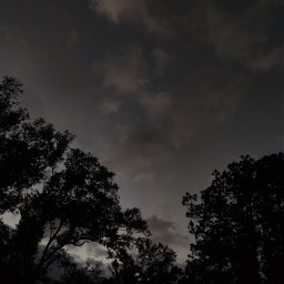 nightsky trees outdoor gloomy sky dark