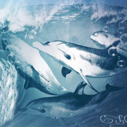 dauphins dolphins eau water vagues waves freetoedot remixit freestickers picsart ssenecal