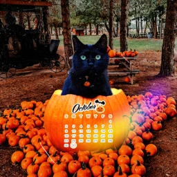 freetoedit october autumn fall halloween cats blackcat pumkins animals orange black magic imagination wonder seasonal dark spookyseason magical srcoctobercalendar2022 octobercalendar2022