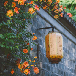 phonescreenwallpaper background freetoedit lantern wallpaper orange kawaiiaesthetic cute oriental