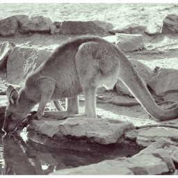australia tasmania kangaroo travel