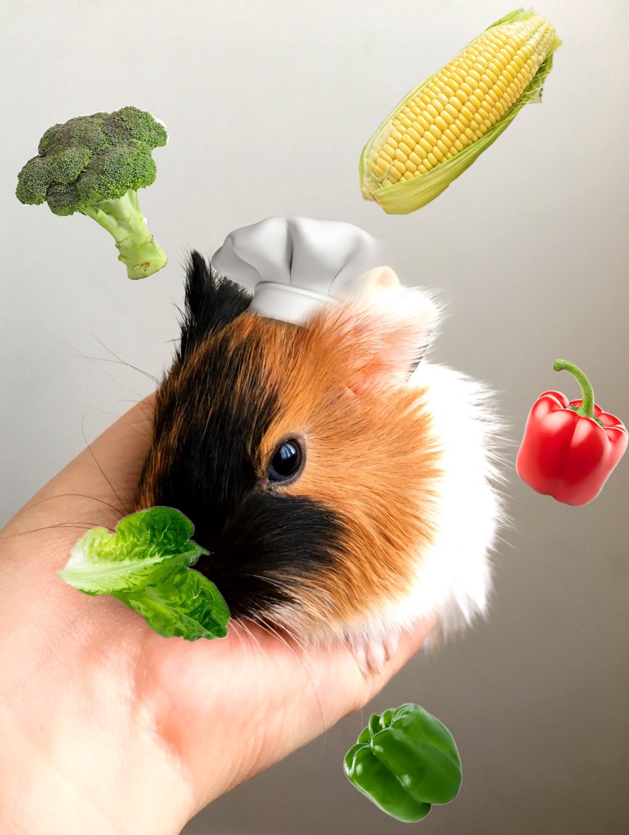 freetoedit chef vegetables chefhat animal