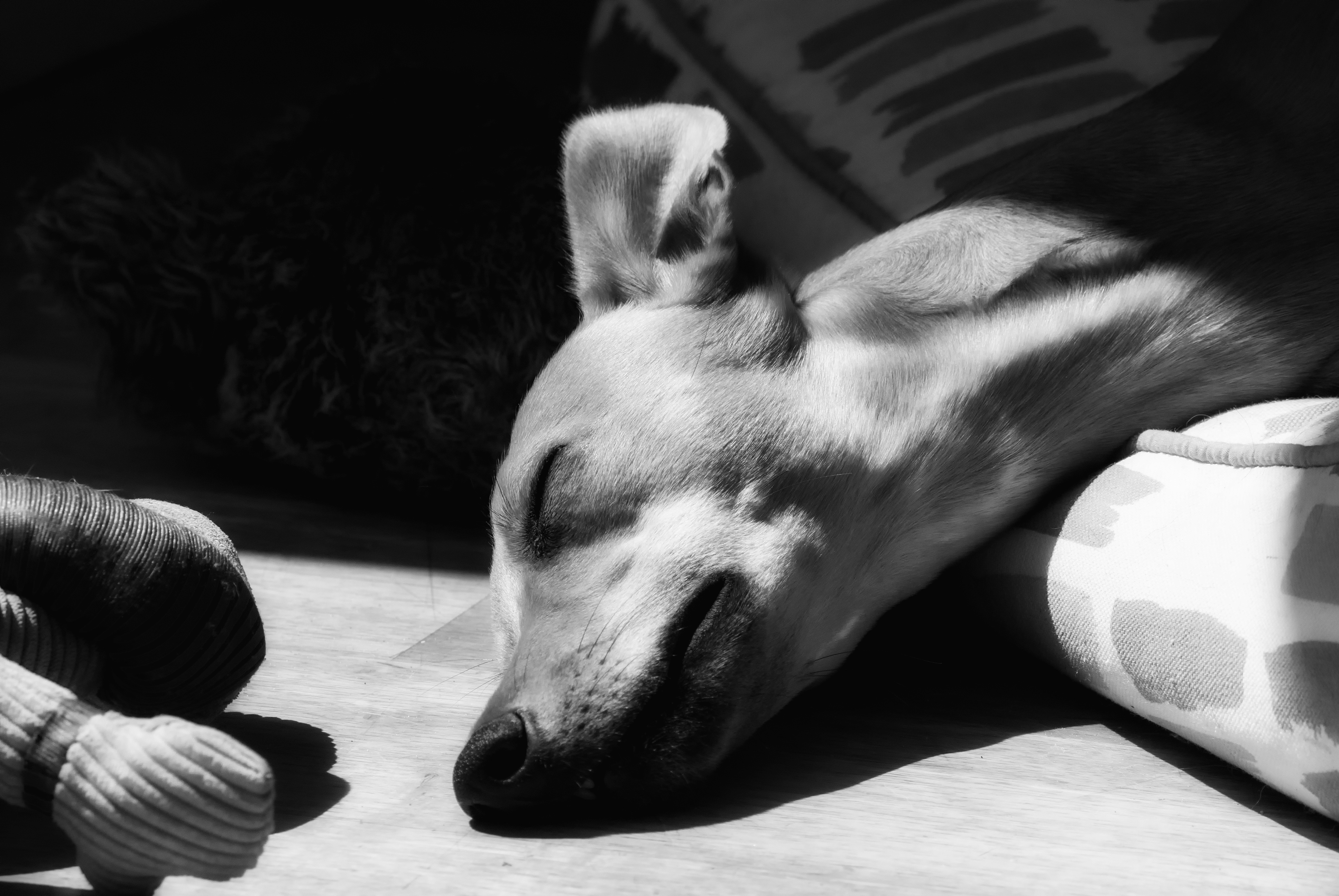 Little Sleepy Head Dog Whippet Puppy Pet Blackandwhite