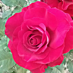 freetoedit colorful flower pink rose