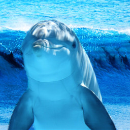 freetoedit remixchallenge dolphins ocean california