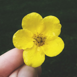 freetoedit yellowflower yellow flower cute