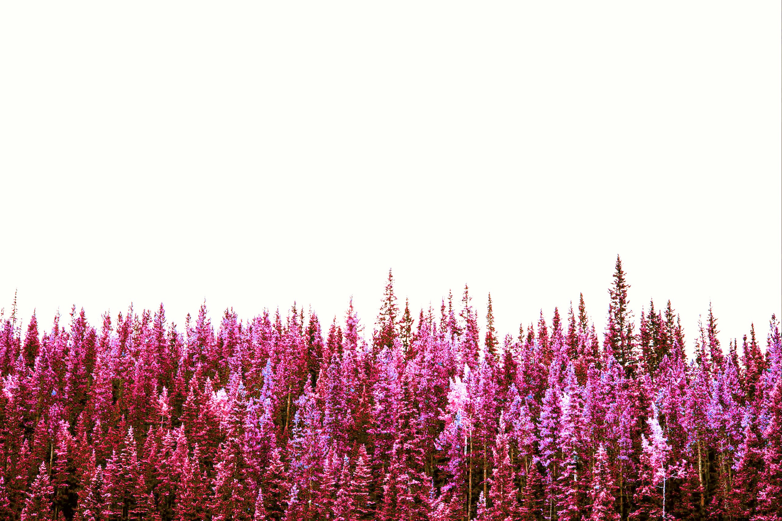 hue pink forest trees aesthetic background wallpaper...