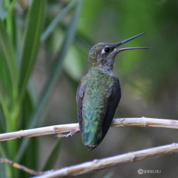 hummingbird nikonphotography myphotography noeffectsnoedit freetoedit