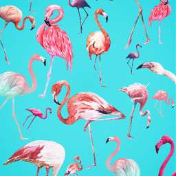 freetoedit flamingostickers flamingo wallpaper stickers