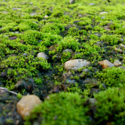 macro plant moss morning naturephotography freetoedit