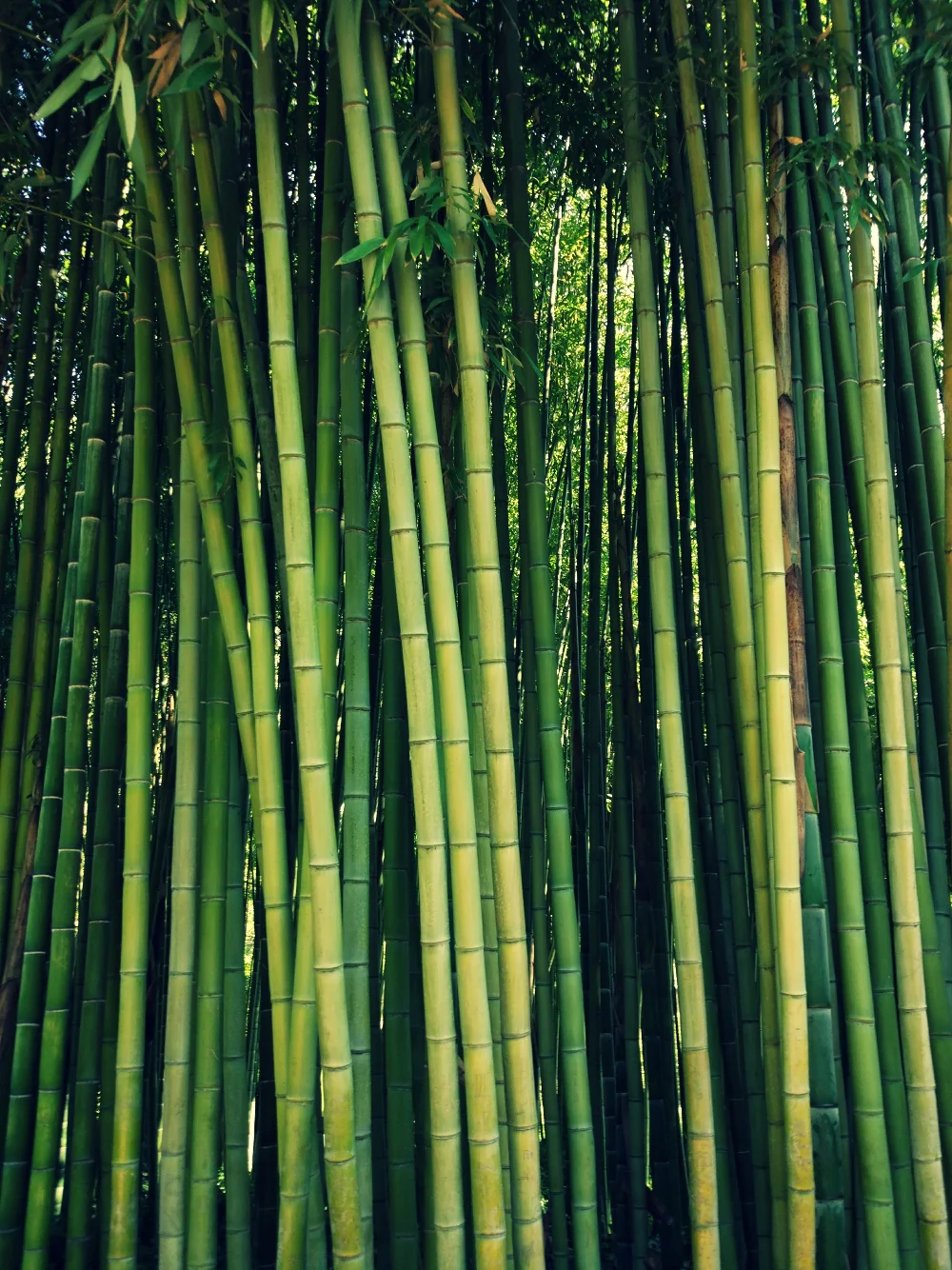 #bamboo #nature #green #colors