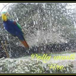snow parrot polly cold last