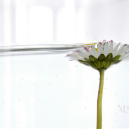daisy flower nofilter water minimal