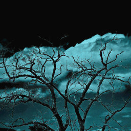 photography night tree clouds anaidmabstyle