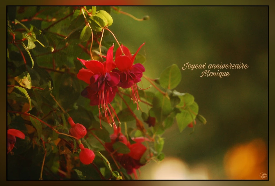 Flowers Photonikon Happy Image By Claire Belzile 9 Flowers Photonikon Happy Image By Claire Belzile 9