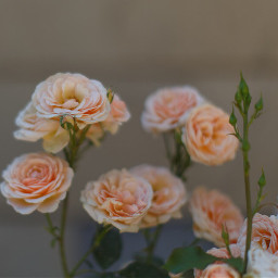 freetoedit roses natural flower beautiful