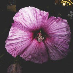 freetoedit bigflower photography pink
