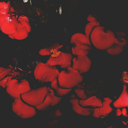 freetoedit red flowers dark photography